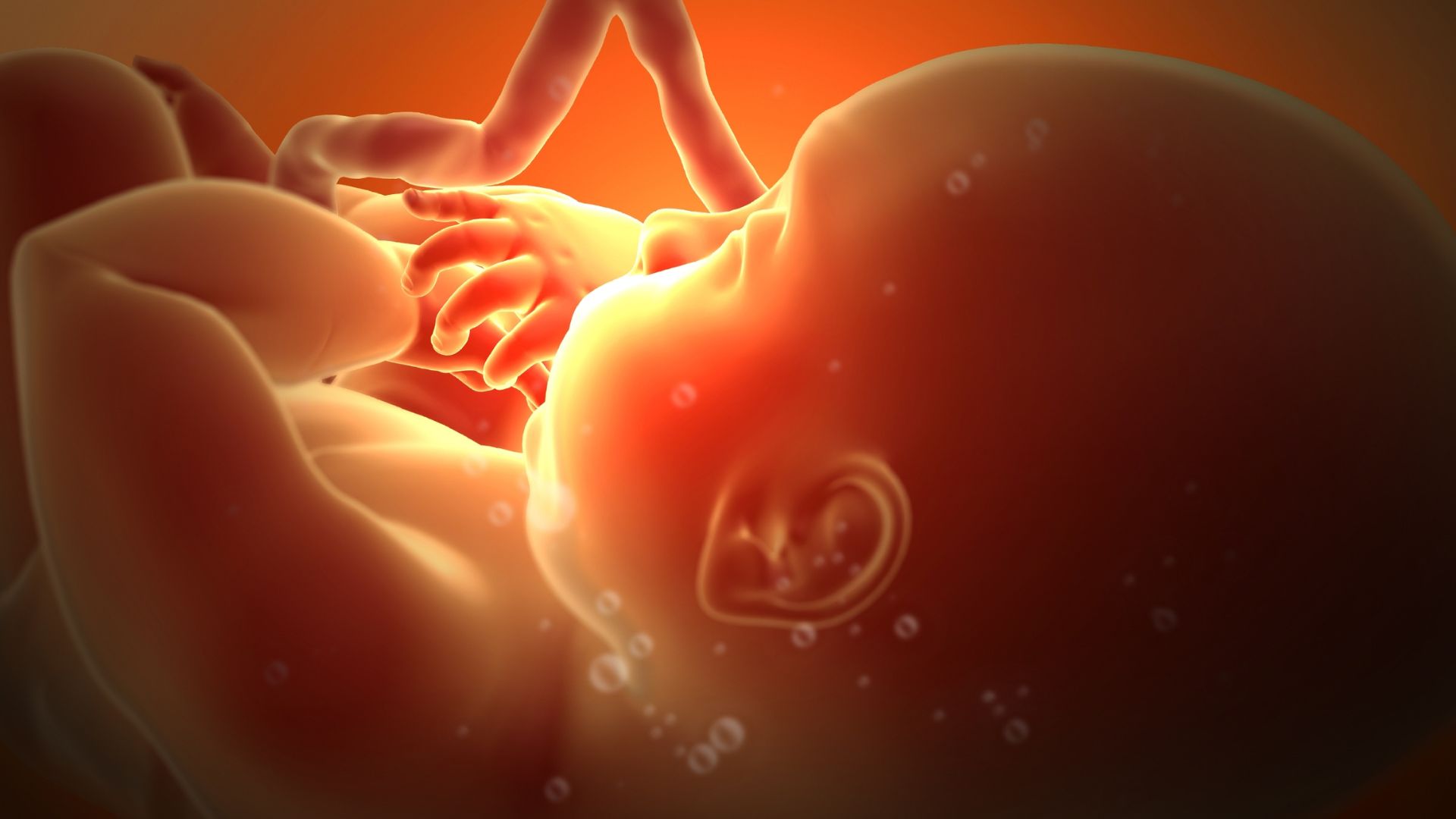 Como surgem os formatos da cabeça?Fisiosolutions, bebé no útero.